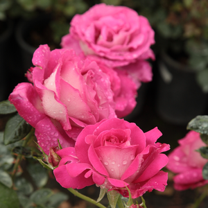 Roz închis - trandafir teahibrid
